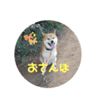 使える仲良犬猫（個別スタンプ：6）