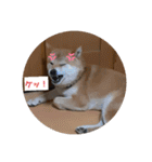 使える仲良犬猫（個別スタンプ：15）