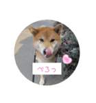 使える仲良犬猫（個別スタンプ：23）