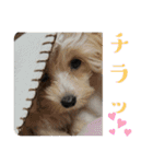 ルルのるー（個別スタンプ：6）