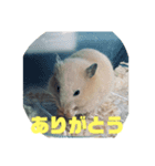砂金スタンプ（個別スタンプ：3）