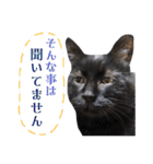 黒猫トムチ6（個別スタンプ：3）