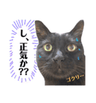 黒猫トムチ6（個別スタンプ：6）