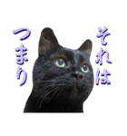 黒猫トムチ6（個別スタンプ：11）