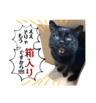 黒猫トムチ6（個別スタンプ：16）