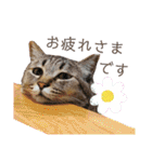 いつでも使える ぼぬとぷてぃ（個別スタンプ：5）