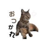 いつでも使える ぼぬとぷてぃ（個別スタンプ：6）