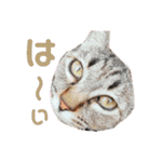 いつでも使える ぼぬとぷてぃ（個別スタンプ：12）