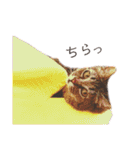 いつでも使える ぼぬとぷてぃ（個別スタンプ：13）