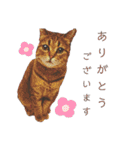 いつでも使える ぼぬとぷてぃ（個別スタンプ：20）