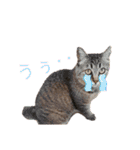 いつでも使える ぼぬとぷてぃ（個別スタンプ：30）