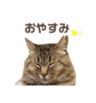 いつでも使える ぼぬとぷてぃ（個別スタンプ：40）