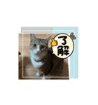 スガ家のお猫様（個別スタンプ：7）