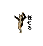 動く！踊る猫ミーム！(パート3)（個別スタンプ：16）