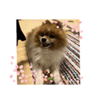 いぬじろーのスタンプ（個別スタンプ：6）