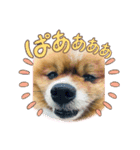 いぬじろーのスタンプ（個別スタンプ：7）