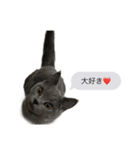 Tomリンリン（個別スタンプ：10）