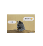 Tomリンリン（個別スタンプ：14）