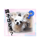 しろい先輩（体調いかが編）（個別スタンプ：2）