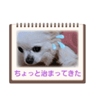 しろい先輩（体調いかが編）（個別スタンプ：4）