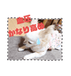 しろい先輩（体調いかが編）（個別スタンプ：7）