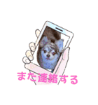 しろい先輩（体調いかが編）（個別スタンプ：11）