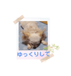 しろい先輩（体調いかが編）（個別スタンプ：12）