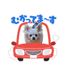 しろい先輩（体調いかが編）（個別スタンプ：13）