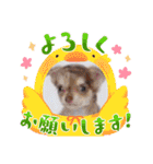 しろい先輩（体調いかが編）（個別スタンプ：15）