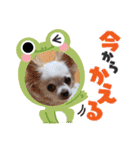 しろい先輩（体調いかが編）（個別スタンプ：16）