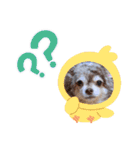しろい先輩（体調いかが編）（個別スタンプ：17）