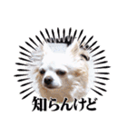 しろい先輩（体調いかが編）（個別スタンプ：18）
