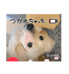 シナモ11（個別スタンプ：1）