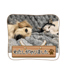 シナモ11（個別スタンプ：6）
