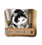 シナモ11（個別スタンプ：7）