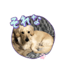シナモ11（個別スタンプ：10）