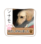 シナモ11（個別スタンプ：16）