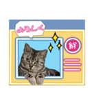 ぎんちゃん'sTVshow（個別スタンプ：19）