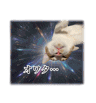 宇宙のはちさく（個別スタンプ：9）
