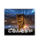 宇宙のはちさく（個別スタンプ：13）