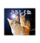 宇宙のはちさく（個別スタンプ：17）