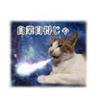 宇宙のはちさく（個別スタンプ：37）