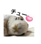 ハムスターのウンちゃんのスタンプ（個別スタンプ：1）
