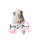 ハムスターのウンちゃんのスタンプ（個別スタンプ：2）