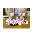 ハムスターのウンちゃんのスタンプ（個別スタンプ：8）