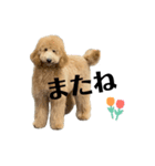 うちのbuddy君（個別スタンプ：3）