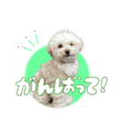 こぼくんスタンプ（個別スタンプ：6）