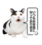 猫ミームで挨拶しよ！【会話・メッセージ】（個別スタンプ：14）