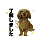 ぶんしゃんの日常会話(敬語編)（個別スタンプ：6）