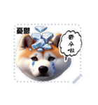 The high profile daily life of Akita Inu（個別スタンプ：9）